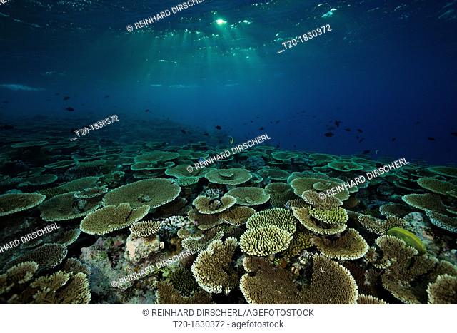 Reef of Table Corals, Acropora sp , Felidhu Atoll, Maldives