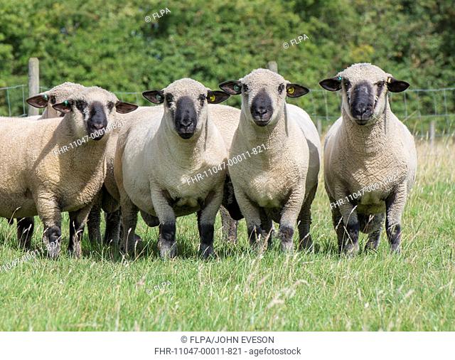 Domestic Sheep, Hampshire Down shearling rams, flock standing in pasture, Lincolnshire, England, August