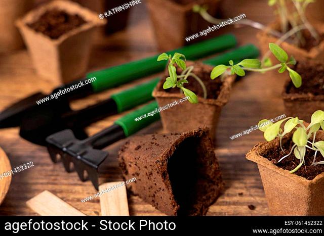 Vegetable and herbs seedlings growing in a biodegradable pots on wooden table close up. Indoor gardening with small garden tools