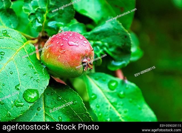 A unripe green apple on a tree covered in rain droplets