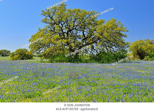 Oak trees and Texas bluebonnets, FM 476 near Poteet, Texas, USA