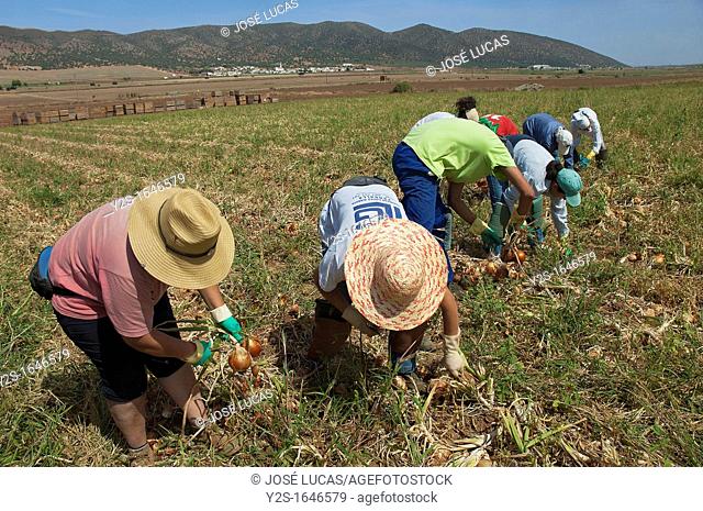 Ecological agriculture, Onions, Navahermosa-Sierra de Yeguas, Malaga-province, Spain