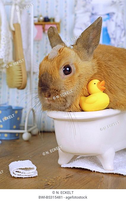 Netherland Dwarf (Oryctolagus cuniculus f. domestica), rabbit sitting in a bathtube