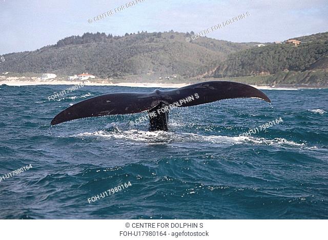 Southern Right Whale Eubalaena australis fluking up. Plettenberg Bay, South Africa