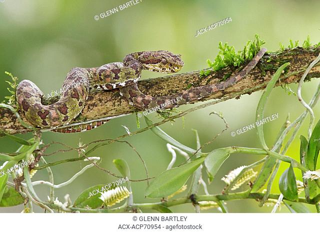 Eyelash Viper, Bothriechis schlegelii, perched on a branch in Costa Rica, Central America