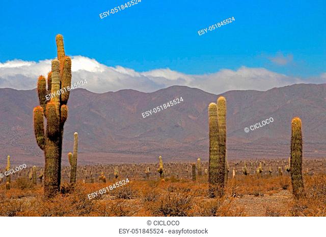 Cactus forest in los Cardones National Park near Cachi, Argentina