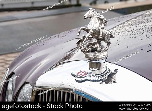 31 March 2023, Hamburg: An interchangeable radiator mascot is seen on the Bentley State Limousine, the state coach of the British monarchs