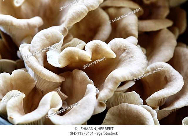 Oyster mushrooms (Pleurotus Ostreatus)