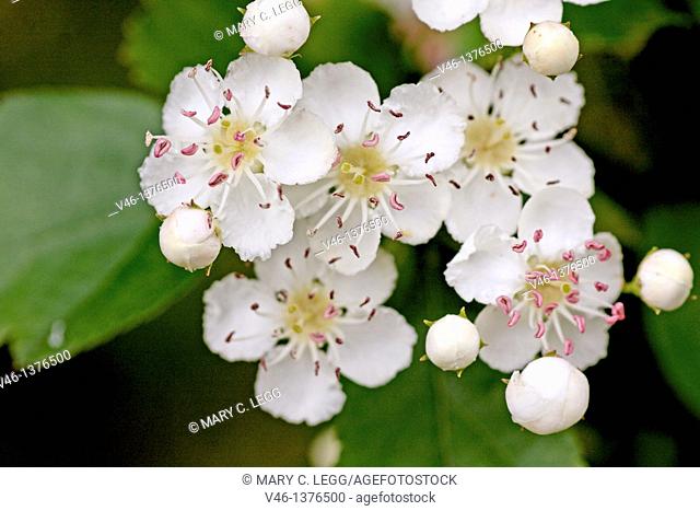 Oneseed Hawthorn, Crataegus monogyn  Spray of hawthorn   Blossoms crowd together  Blossoms of the hawthorn can be used for making wine and honey  Berries of the...