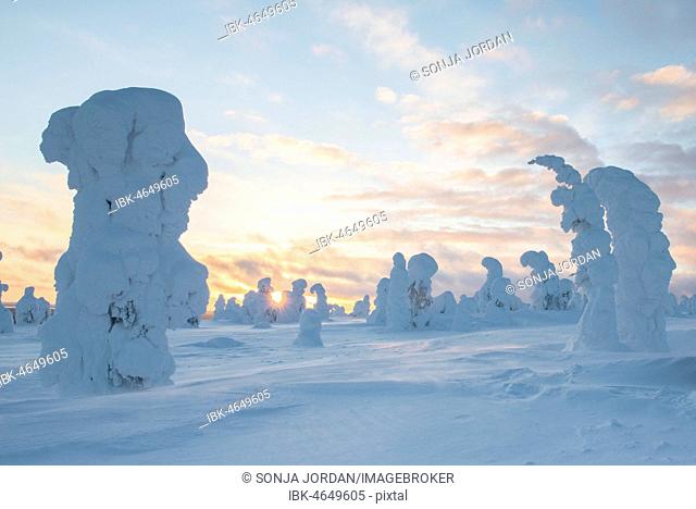 Snow-covered trees, Spruces, fjeld in winter, Riisitunturi National Park, Posio, Lapland, Scandinavia, Finland