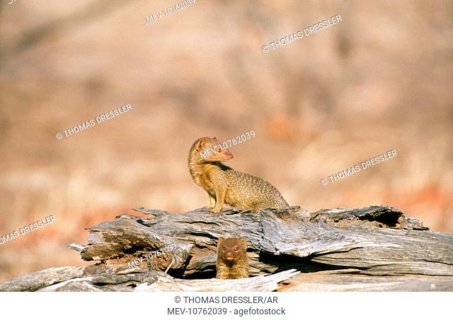 Slender Mongoose (Galerella sanguinea)