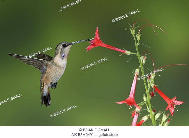 Immature male Lucifer Hummingbird (Calothorax lucifer) drinking from tiny red flowers in Brewster County, Texas, USA