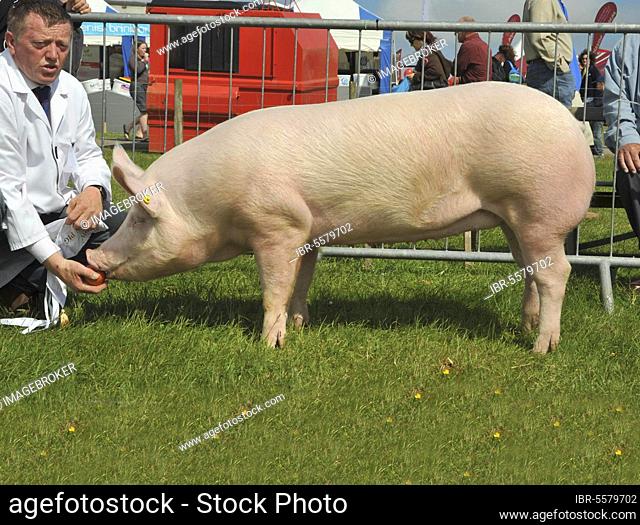 Domestic pig, Large White, wild boar, is fed apples, Reserve Champion of Breeds, Cornwall Show, England, Great Britain