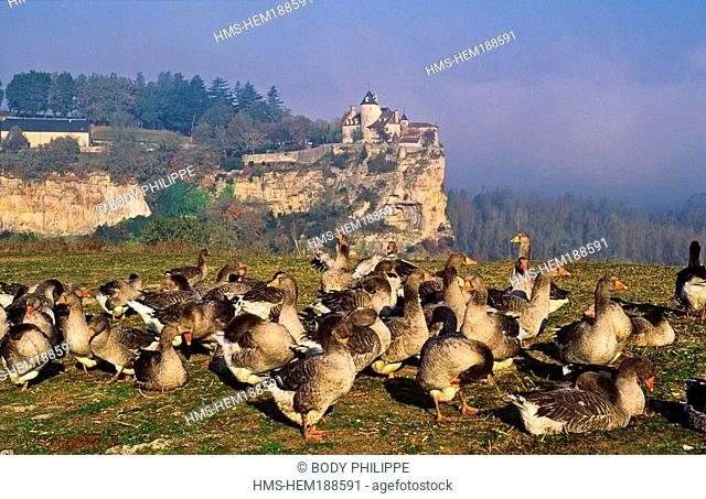 France, Dordogne, Quercy, Belcastel, Perigord geese, Belcastel Castle in the background