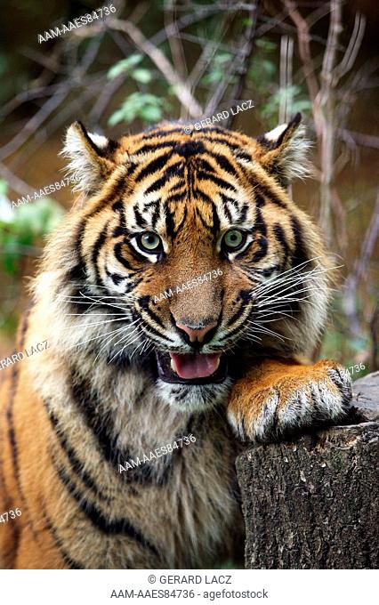Sumatran Tiger (Panthera Tigris Sumatrae) Portrait Of Adult