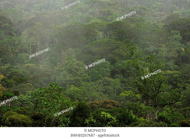 view from above on the tropical rain forest in the fog, Malaysia, Sabah, Kinabalu National Park, Borneo