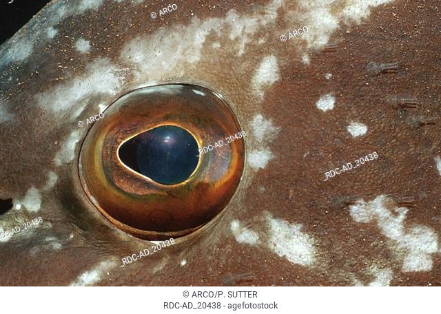 Dusky Grouper eye Mediterranean Sea Epinephelus marginatus