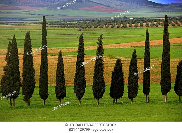 Landscape near Santa Cruz de Mudela, Ciudad Real province, Castilla-La Mancha, Spain