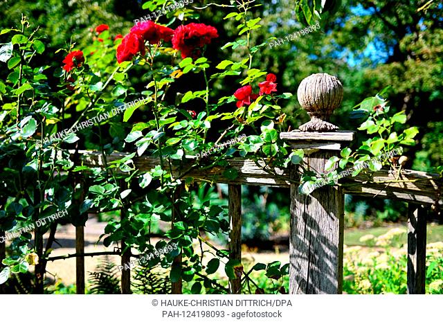 Red roses on an old wooden garden fence at the historic botanical garden in the city center of Utrecht (Netherlands), 01 September 2019