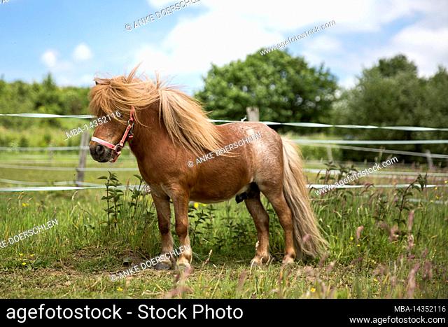 chestnut pony stallion in a fenced meadow in Germany