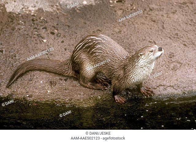 River-Otter-(Lutra-canadensis), -Range:-North-America