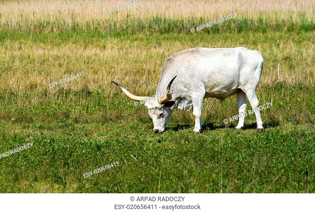 Hungarian grey bull