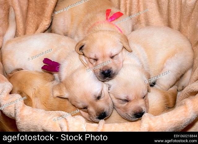 Cute yellow labrador puppies dog sleeping