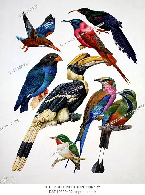 From top left: White-throated Kingfisher (Halcyon smyrnensis), Northern Carmine Bee-eater (Merops nubicus), Green wood hoopoe (Phoeniculus purpureus); centre...