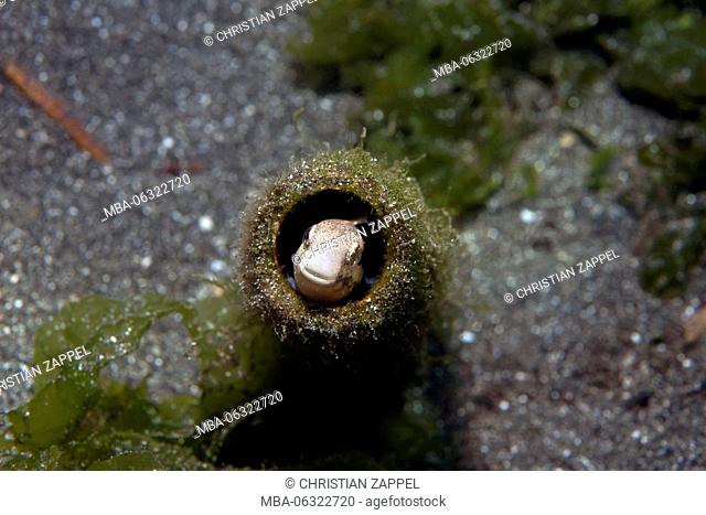 Nemophini is looking out of a sunken glass bottle, fangblenny variable, Secret Bay, Bali, Indonesia, Asia