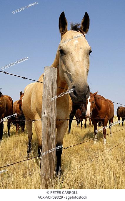 Horses along a fence line on the open grasslands of the Prairies - Southern Saskatchewan, Canada