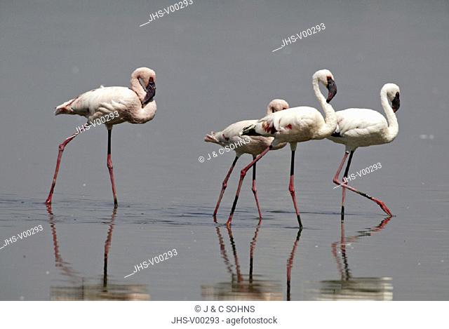 Lesser Flamingo Phoenicopterus minor Lake Nakuru Kenya