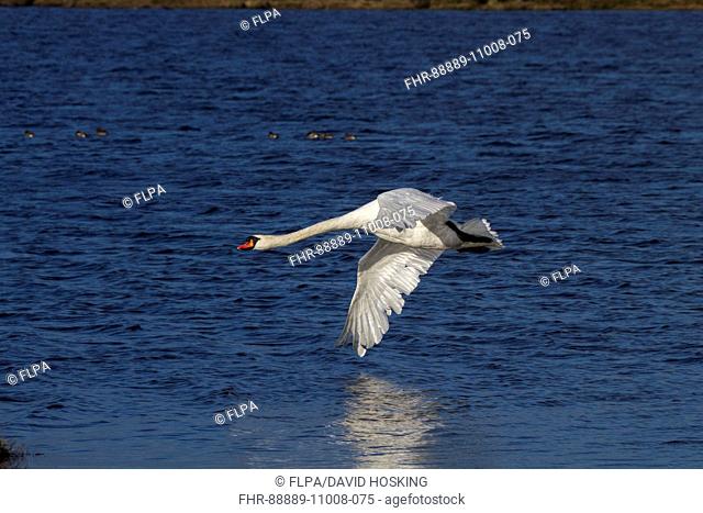 Flying Mute Swan over Loch