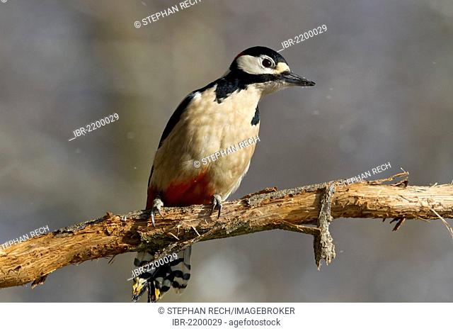 Great Spotted Woodpecker or Greater Spotted Woodpecker (Dendrocopos major), perched on a branch, Bad Sooden-Allendorf, Hesse, Germany, Europe
