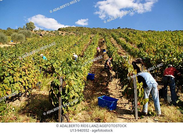 Grape Harvest at the Fields in the Symington States, Pinhao,  Duoro Valley, Duoro, Portugal