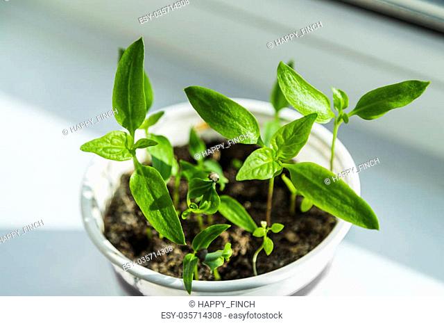 Sprouting tomato seedlings near window