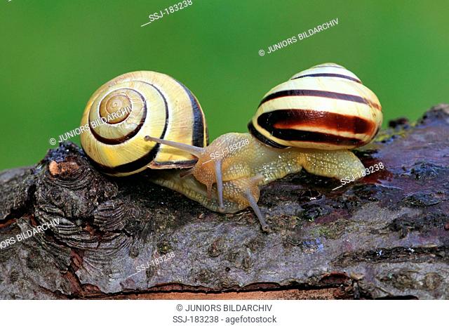 Brown-lipped Snail, Grove Snail (Cepaea nemoralis). Two individuals on wood, Germany