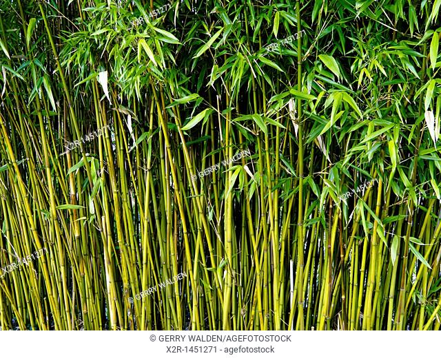 Bamboo stems growing at John Hillier Gardens, Romsey, Hampshire, England
