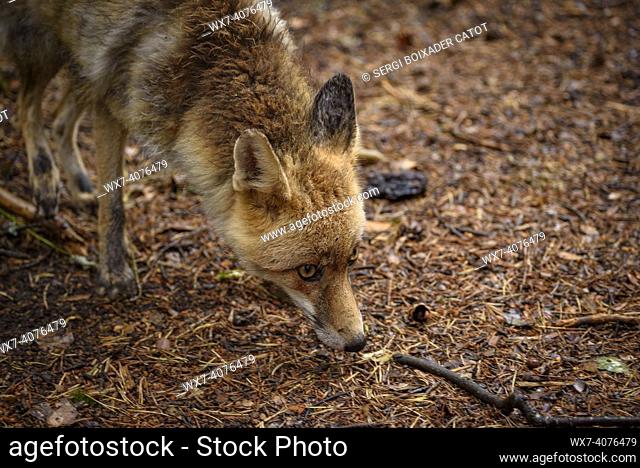 Fox (Vulpes vulpes) in the MónNatura Pirineus animal park (Pallars Sobirá , Catalonia, Spain, Pyrenees)