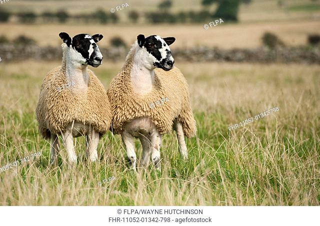 Domestic Sheep, North of England mule lambs, ready for sale, two standing in pasture, Cumbria, England, September