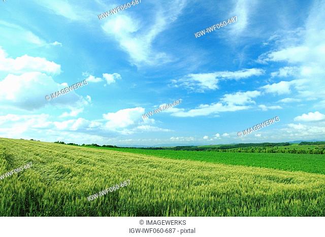 Crops in field against blue sky