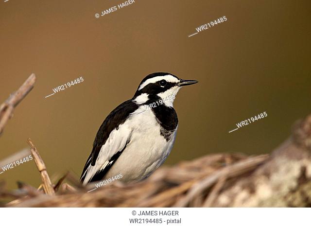 African pied wagtail (Motacilla aguimp), Kruger National Park, South Africa, Africa