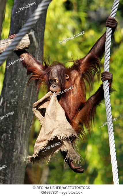 Orang-utan Pongo pygmaeus - young animal playing with sack, swinging on rope