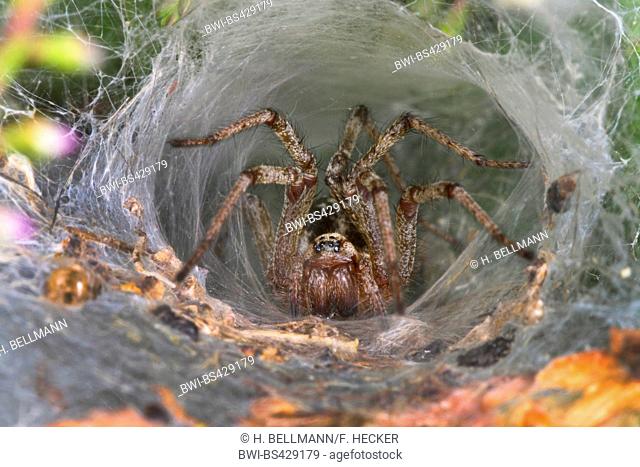 grass funnel-weaver, maze spider (Agelena labyrinthica), lurks for pray in its web, Germany