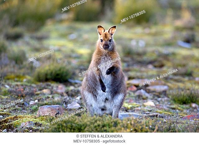 Red-necked / Bennett's Wallaby - adult standing on its hind legs (Macropus rufogriseus rufogriseus)