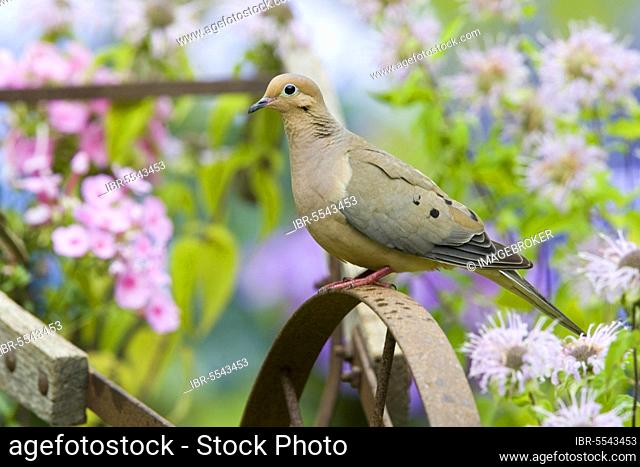 Mourning Dove (Zenaida macroura) adult, perched on old plough (U.) S. A