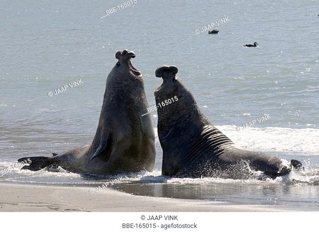 Two Southern Elephant Seal bulls fighting on the beach of St Andrews Bay
