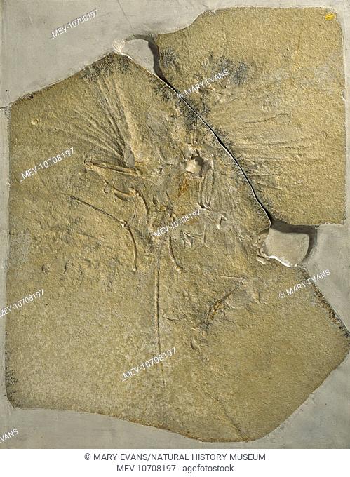 Counterpart of rare fossil 'dinobird' and earliest bird found in the Upper Jurassic of Solenhofen in Germany, now on display at The Natural History Museum