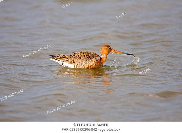 Black-tailed Godwit Limosa limosa adult male, summer plumage, feeding on worm in water, Minsmere RSPB Reserve, Suffolk, England