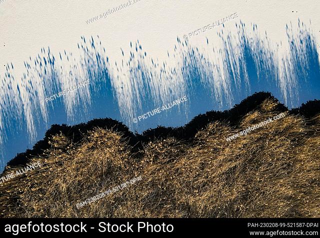 08 February 2023, Brandenburg, Steinhöfel: The sun casts shadows from the reeds on the ice covered with a little snow of a frozen lake in East Brandenburg...