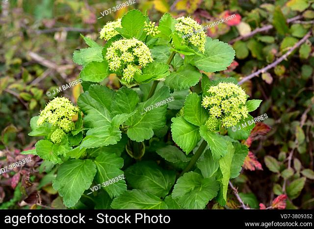 Alexanders or horse parsley (Smyrnium olusatrum) is an edible biennial plant native to Europe. This photo was taken in Vilaut, Girona province, Catalonia, Spain